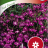 Lobelia erinus Pendula 'Red Cascade'-thumbnail