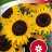 Sunflower 'Ikarus'-thumbnail
