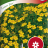 Tagetes tenuifolia 'Lemon Star'-thumbnail