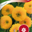 Sunflower 'Sungold'-thumbnail