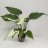 Juurakkovehka 'Alocasia cucullata variegata' p 17 Erittäin harvinainen-thumbnail