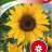 Sunflower 'Uniflorus'-thumbnail
