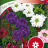 Tarhaverbena 'Ideal Florist'-thumbnail