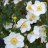 Anemone hybrida ‘Honorine Jobert’-thumbnail