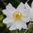 Tarhasyysvuokko - Anemone hybrida 'Whirlwind’-thumbnail