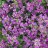 Kevätpitkäpalko - Arabis blepharophylla 'Rose Delight'-thumbnail