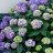 Hydrangea macrophylla 'Bloom Star' 3 L-thumbnail