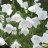 Kurjenkello - Campanula persicifolia ‘Alba’-thumbnail