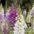 Kellosormustinkukka - Digitalis purpurea 'Gloxiniiflora'-thumbnail