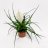 Eliaksenkukka (Tillandsia cyanea biancini) p 9-thumbnail