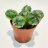 Euphorbia suzannae 'Rare novelty' p 6-thumbnail