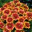 Syyssädekukka - Gaillardia aristata 'Arizona Sun'-thumbnail