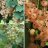 Herkkuherukka (Ribes 'Herkkuherukka') 7,5 L-thumbnail