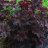 Heuchera micrantha 'Palace Purple'-thumbnail