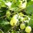 Hinnonmäen Keltainen Karviainen FinE (Ribes uva-crispa 'Hinnonmäen Keltainen') 3 L-thumbnail