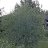 Salix alba var. sericea ’Sibirica’ (Silverpil)-thumbnail