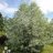 Hopeasalava 'Hopeapaju' Salix alba var. sericea 'Sibirica') 3 L-thumbnail