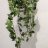 Posliinikukka (Hoya) 'Krohniana' Green p 10,5-thumbnail
