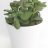 Jade plant (25 cm)-thumbnail
