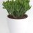 Jade plant (25 cm)-thumbnail