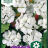 Pelargonium 'Inspire White F1'-thumbnail