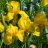 Iris germanica ‘Ola Kala’-thumbnail