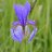 Iris sibirica ‘Blue King’-thumbnail