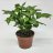 Coffee arabica plant (Coffea arabica) 25 cm-thumbnail