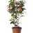 Kamelia (Camellia japonica)-thumbnail