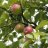 Kekkilä Fertiliser for Berries 6kg-thumbnail