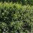 Kiiltotuhkapensas (Cotoneaster lucidus) 3 L-thumbnail