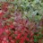 Koristearonia (Aronia x prunifolia) 3 L-thumbnail