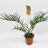Philodendron bipinnatifidum p 14-thumbnail