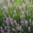 Lavandula angustifolia ‘Dwarf Blue’-thumbnail