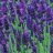 Lavandula angustifolia ‘Hidcote’-thumbnail