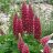 Lupinus 'Gallery Red'-thumbnail