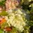 Magical candle syyshortensia (Hydrangea paniculata 'Magical Candle') 3 L-thumbnail