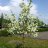 Marjaomenapuu (Malus baccata)-thumbnail