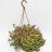 Crassula Hottentotti in hanging basket 20 cm-thumbnail