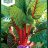Beta vulgaris 'Rhubarb Chard'-thumbnail