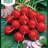 Radish 'Cherry Belle'-thumbnail