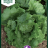 Lettuce 'Calmar'-thumbnail