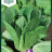 Lettuce 'Chartwell'-thumbnail