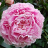 Kiinanpioni - Paeonia (LD) 'Sarah Bernhardt'-thumbnail