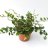 Nappipellea (Pellaea rotundifolia) p 12-thumbnail