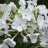 Phlox paniculata ‘Flame White’-thumbnail