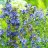 Lehtosinilatva - Polemonium caeruleum ‘Bambino Blue’-thumbnail