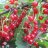 Punainen Hollantilainen Punaherukka (Ribes rubrum 'Punainen Hollantilainen') 3 L-thumbnail