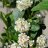Revontuli Hedger musta-aronia (Aronia melanocarpa 'UCONNAM166' Revontuli Hedger) 3 L-thumbnail