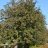 Ruotsinpihlaja (Sorbus intermedia)-thumbnail